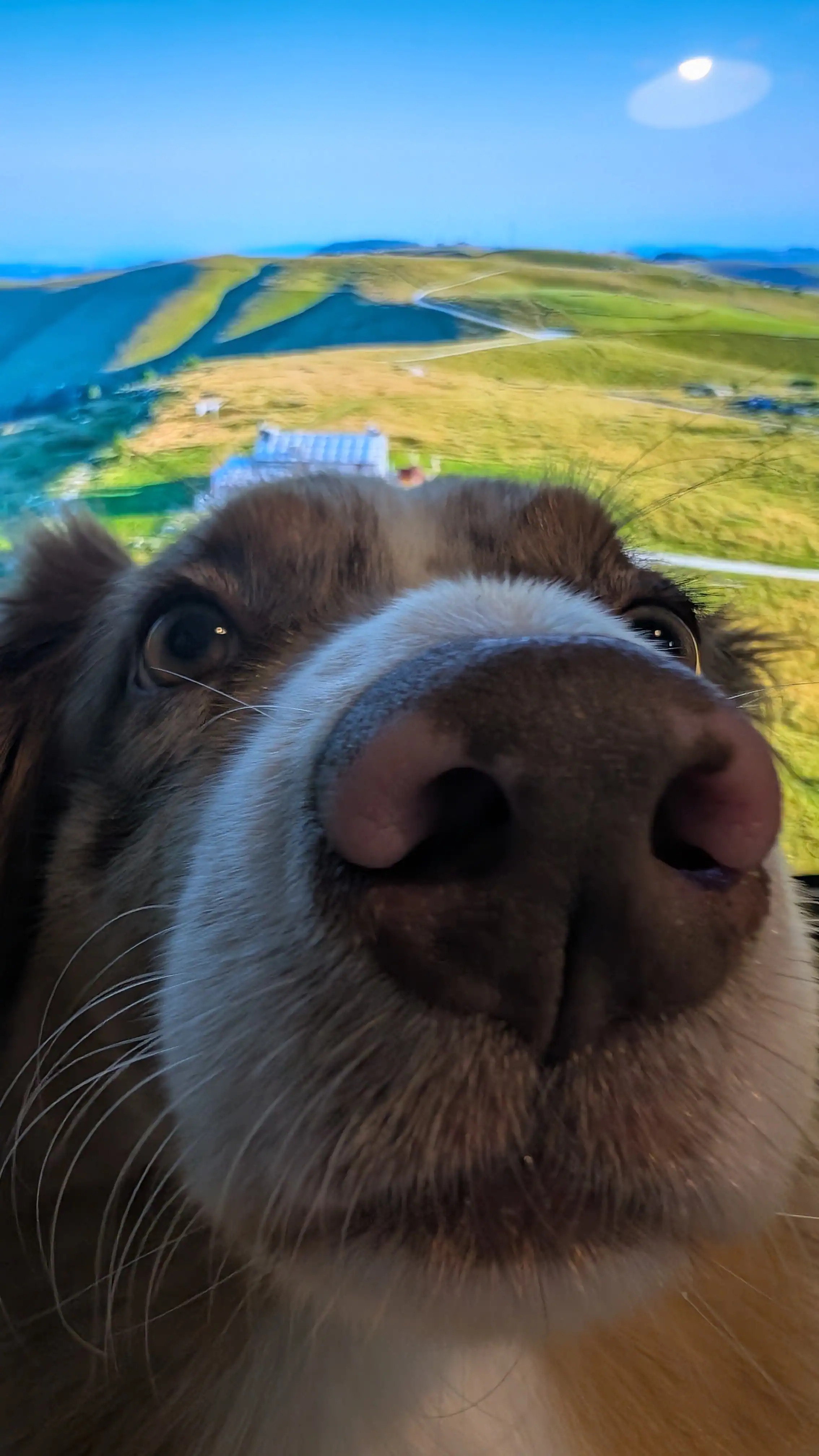 Saïka qui regarde de très près