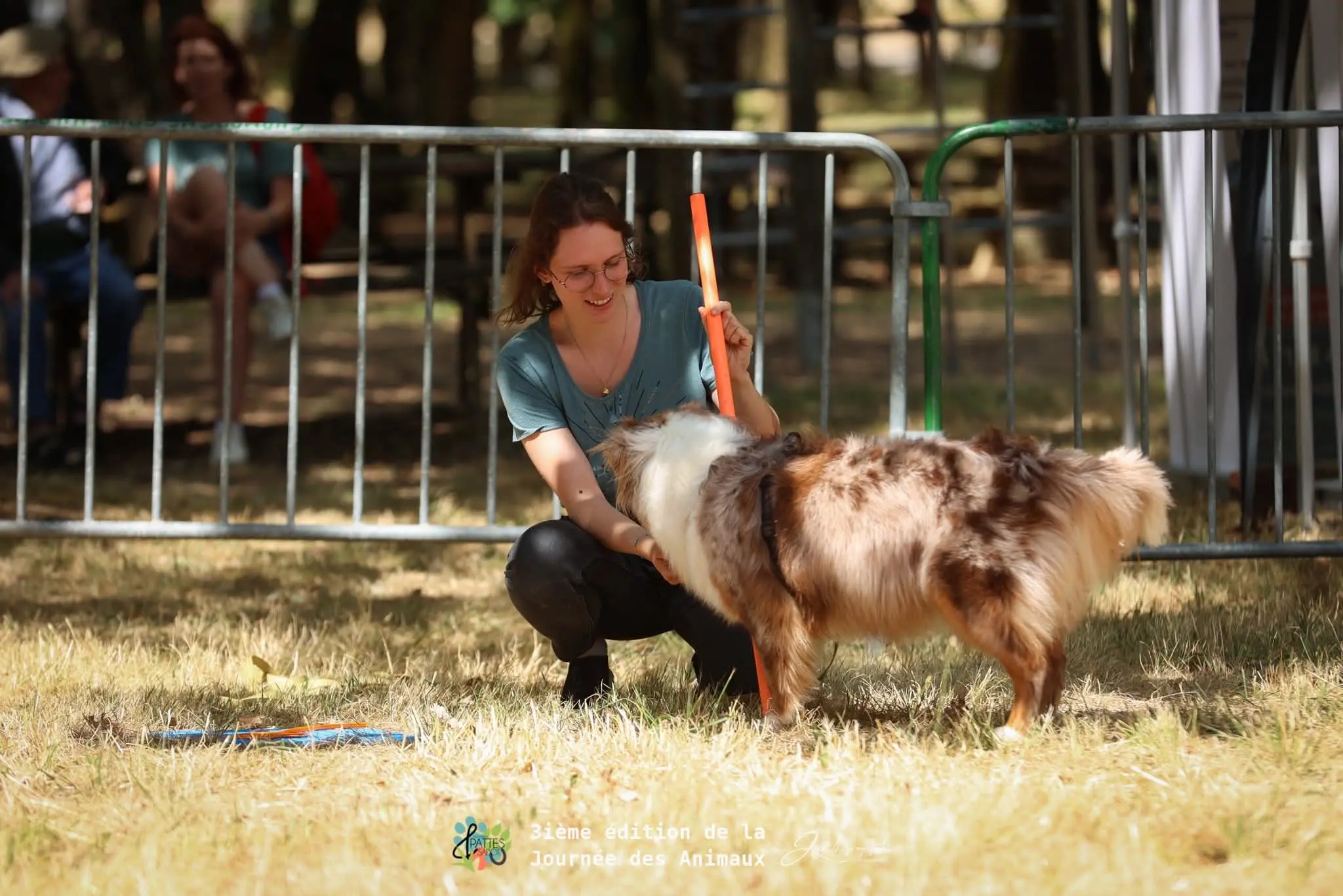 Chien calme en promenade: ce qui aide vraiment, au-delà du simple 'il faut le fatiguer'
