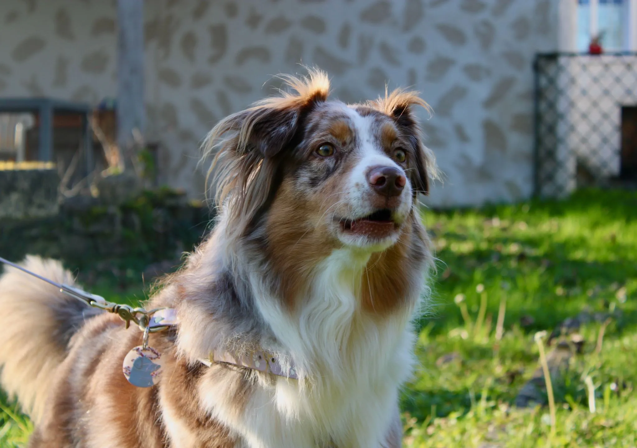 Gestion du stress chez le chien: ce qui aide vraiment au quotidien