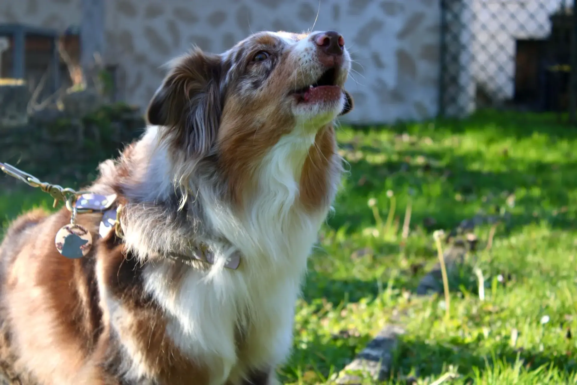 Pourquoi votre chien se tend en laisse, et pourquoi ce n'est pas de la mauvaise volonte