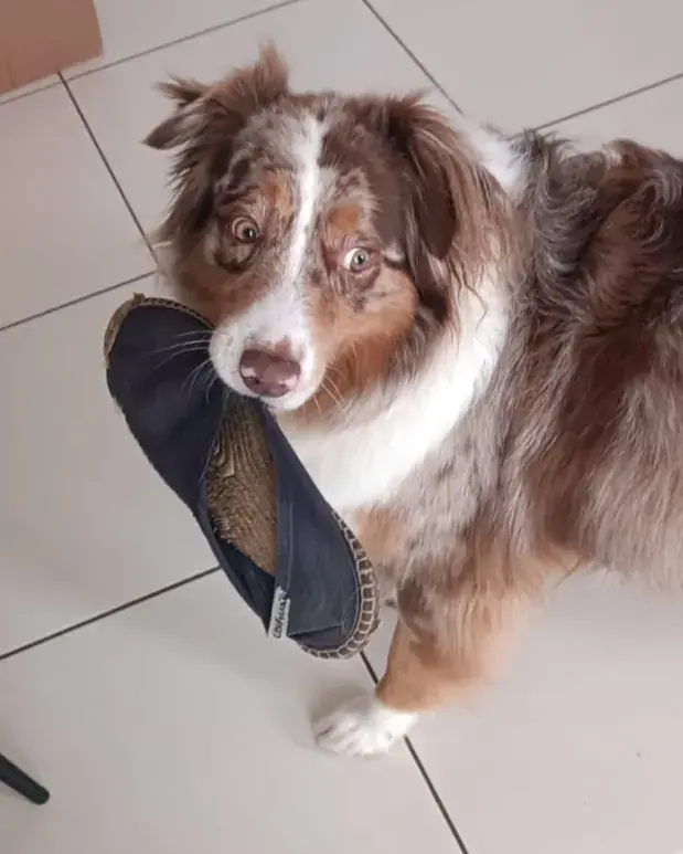 Mon chiot mord tout: normal ou inquietant ?