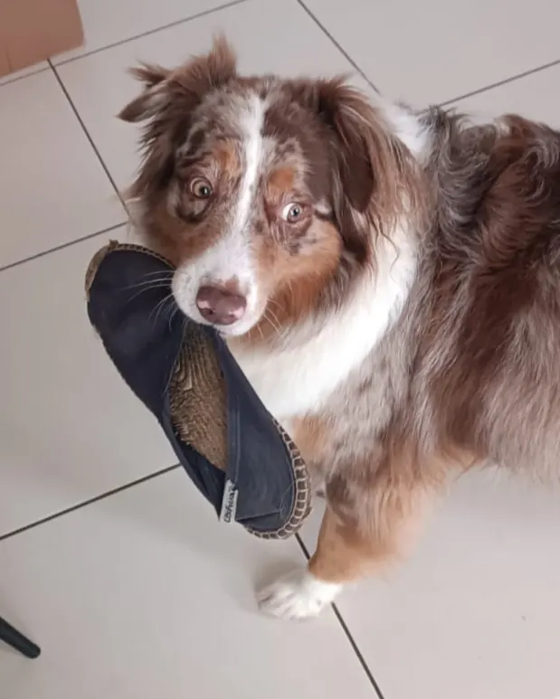 Chiot pas propre: quoi faire sans s'énerver, et ce qui aide vraiment