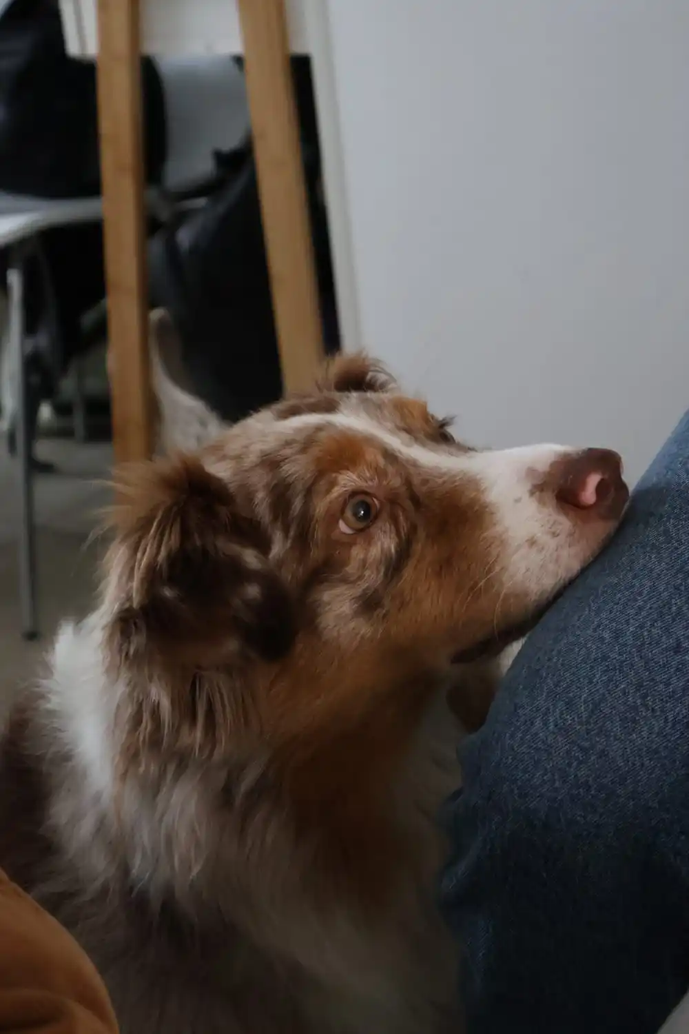 Chien anxieux: solutions utiles, priorités réelles, et ce qu'on peut attendre des approches complémentaires