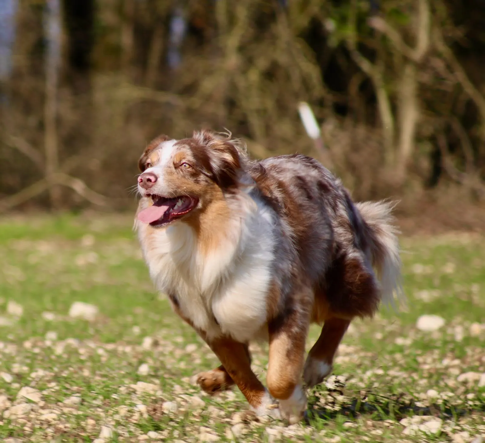 Quelle activité faire avec son chien ? Comparatif simple selon son âge, son énergie et sa sensibilité