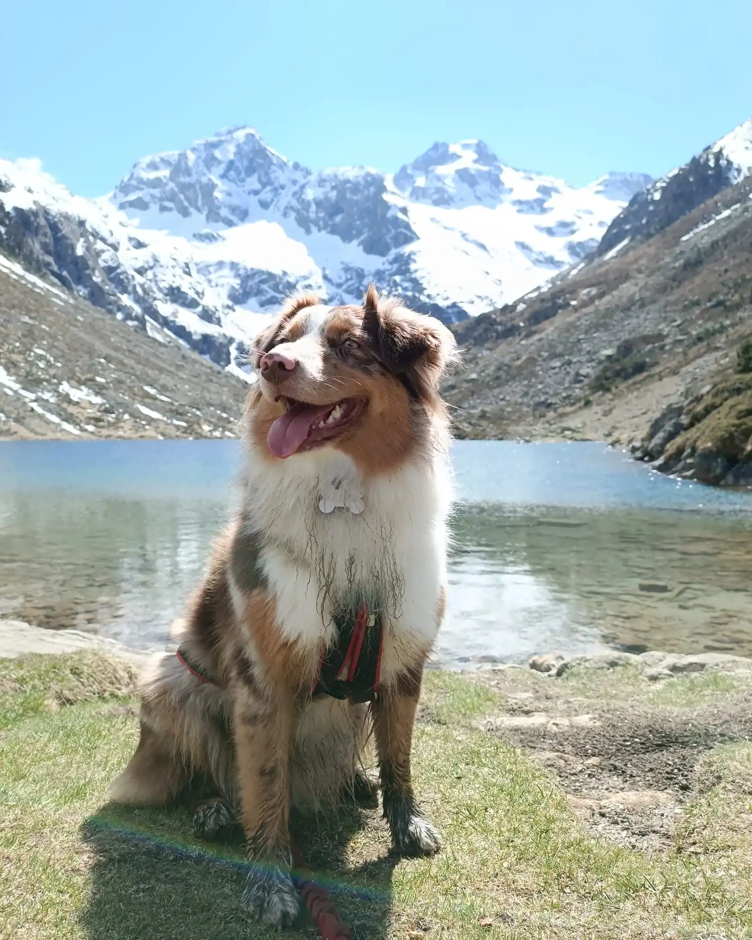 Guide chiot: les vraies priorites des premieres semaines