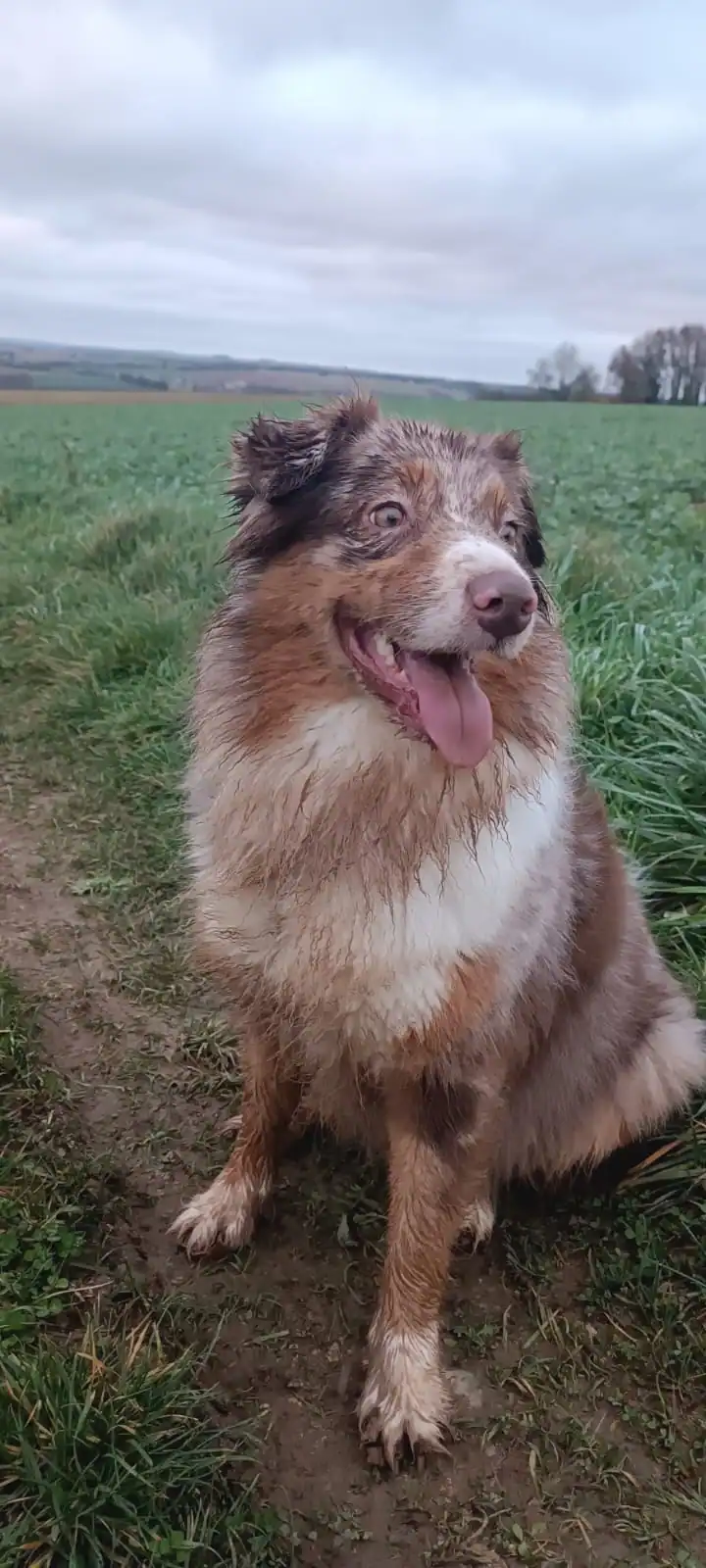 Mordillements chiot: que faire sans s'épuiser ni rentrer en rapport de force