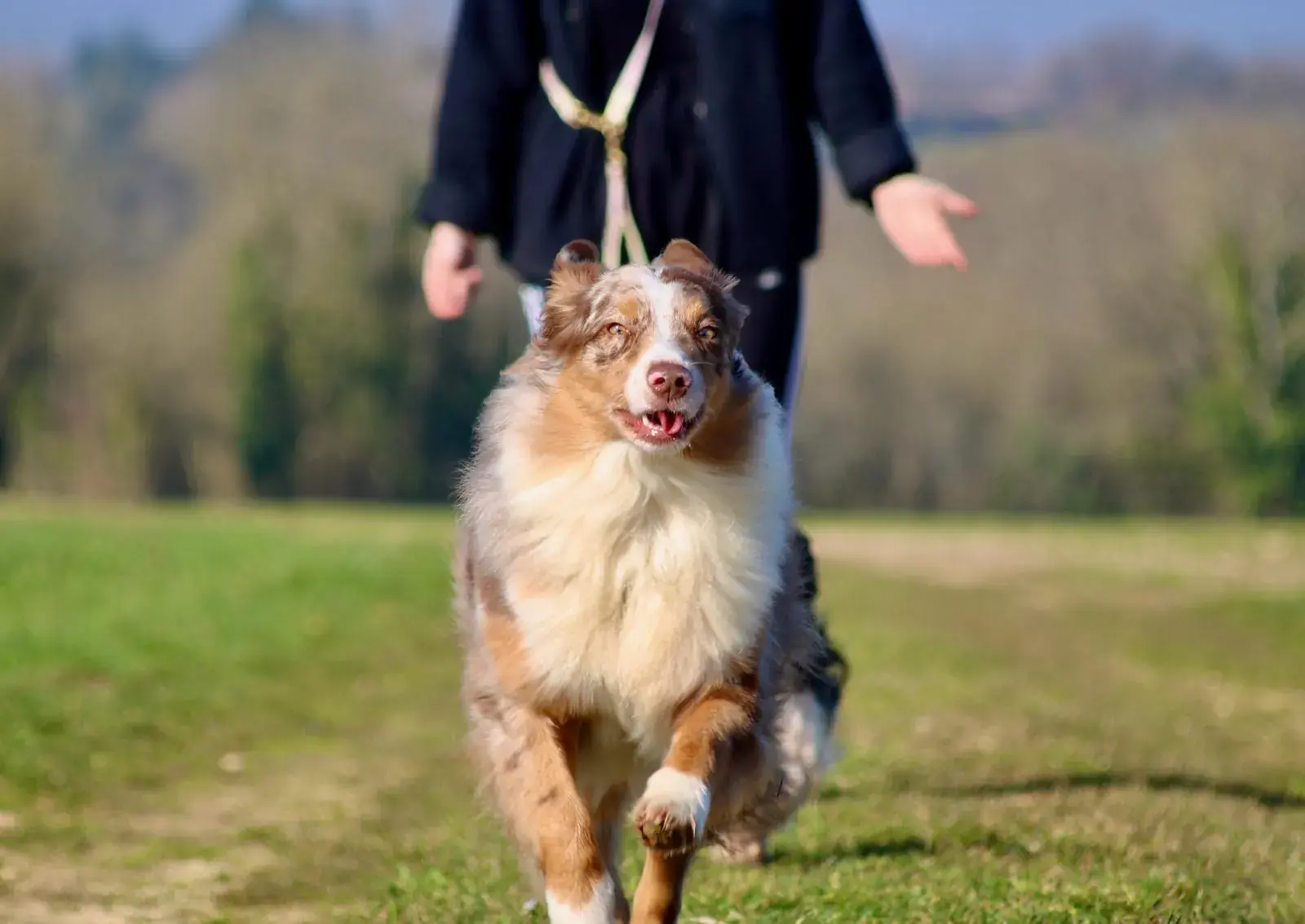 Pourquoi ton chien adolescent semble desapprendre