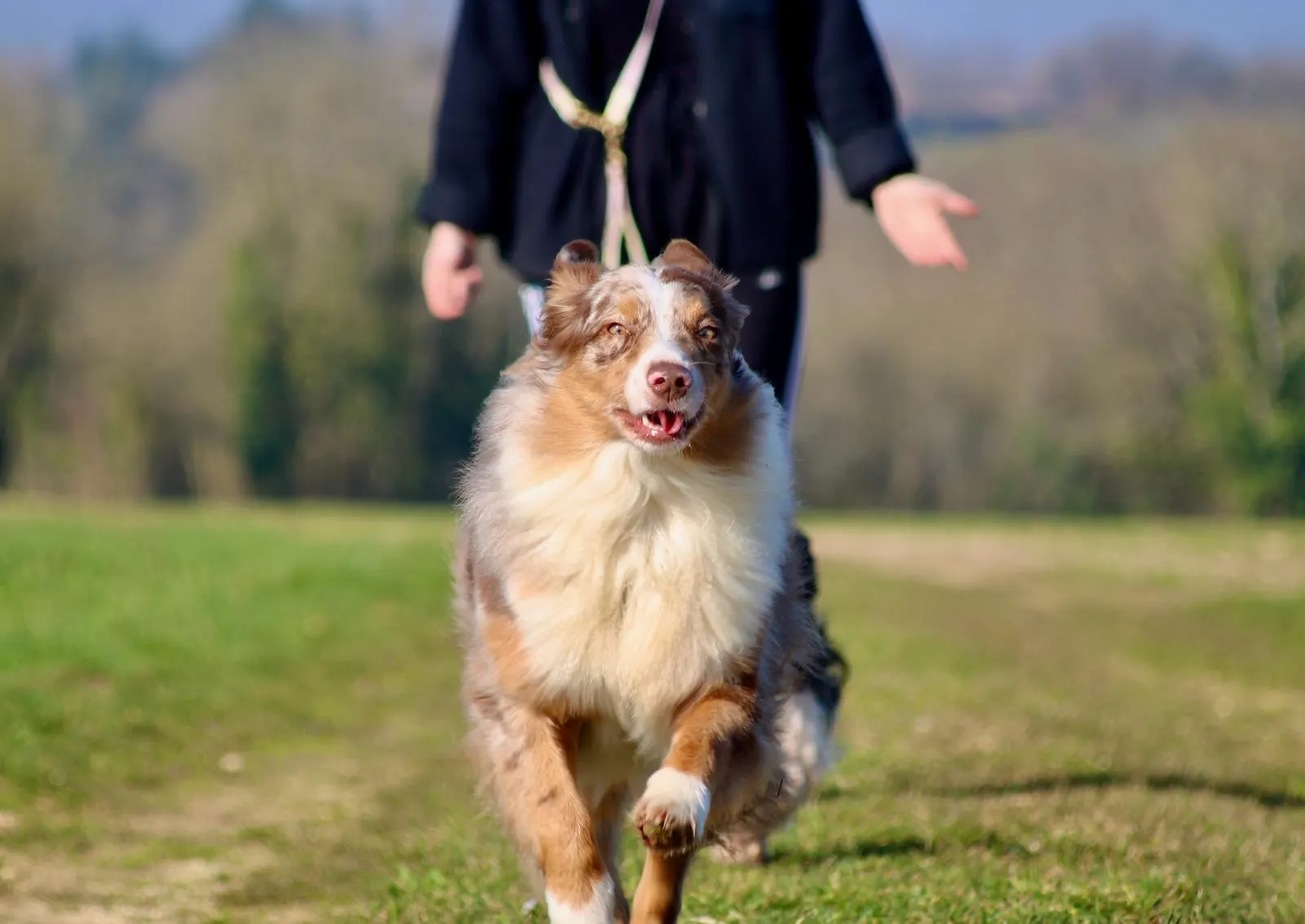 Pourquoi ton chien adolescent semble desapprendre