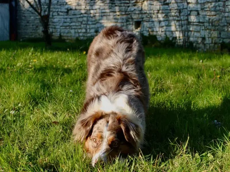 Guide PECCRAM: comment mieux proteger les enfants autour des chiens
