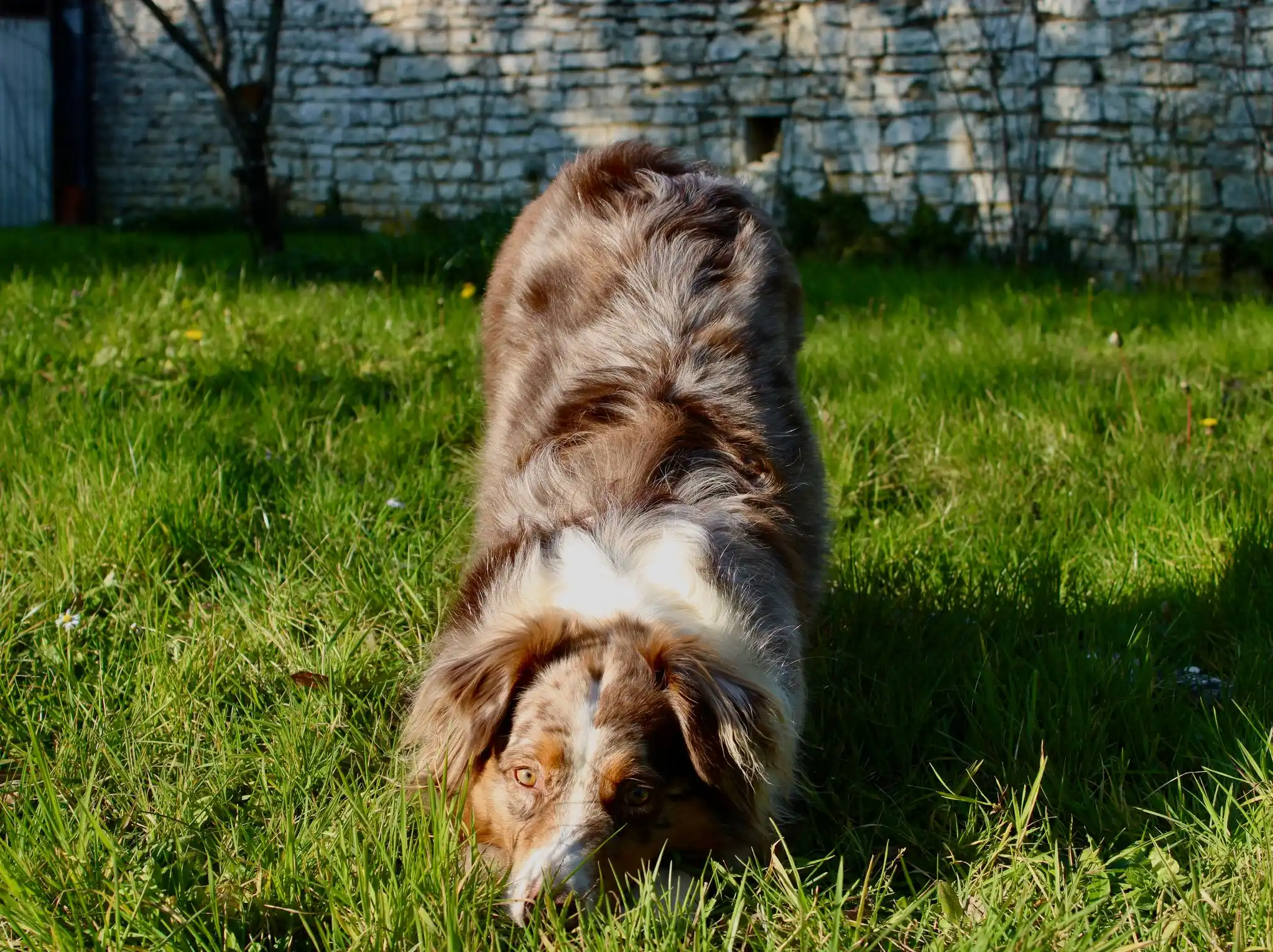 Guide PECCRAM: comment mieux proteger les enfants autour des chiens